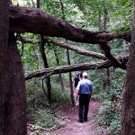 Sowams Heritage Area group explores Neutaconakanut Hill