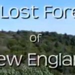 The story of New England’s ancient old growth forests